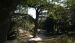 Arbre phare Jardin des Plantes